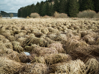 Feuchtwiese_1_Winter/ Frühjahr