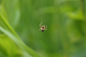 Spinne im Netz