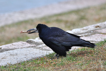Rook (Corvus Frugilegus) on a river banks with a bone in the beak