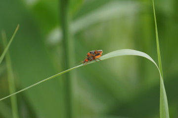 Insektenpaar auf Grashalm