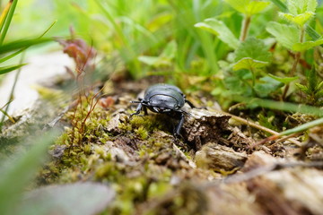 Käfer