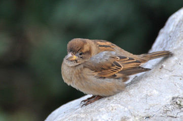 House sparrow on a rock. Sparrows are accustomed to the urban environment
