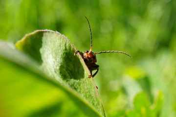 Käfer auf Blatt