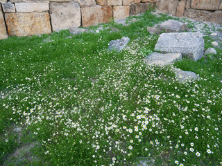 Grass flowers at Pamukkale, Turkey