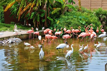 Flamingos and other tropical birds.