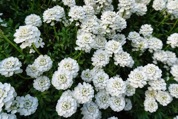 Fr&uuml;hling in Hamburg