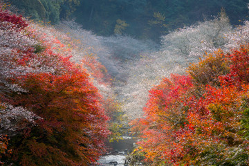 Nagoya, Obara Sakura in autumn