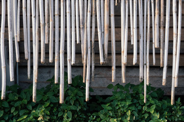 Obraz premium Cut bamboo background