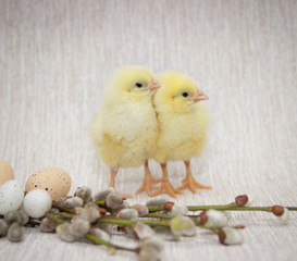 two little chickens, easter compositions.