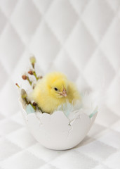 little chicken sitting inside an eggshell,spring composition.