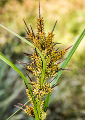 A plant with its seeds