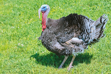 Turkey on Grass