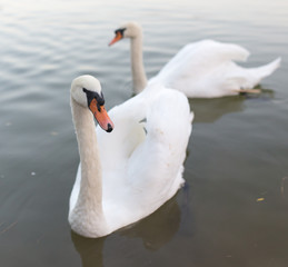 Fototapeta premium two swans in a pond in nature