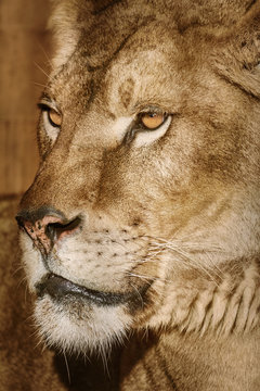 Portrait of Lioness © Sergej Razvodovskij