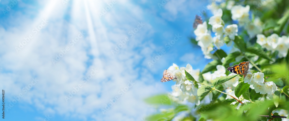 Poster spring background with flowering jasmine and butterflies on flowers