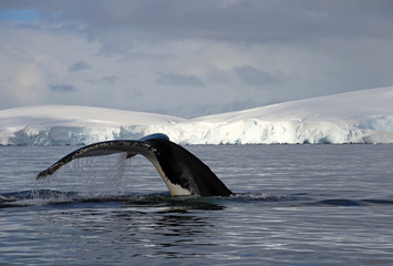 Fototapeta premium Humpback whale tail, showing on the dive, Antarctic Peninsula