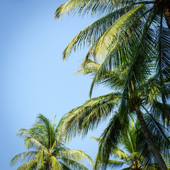 coconut tree
