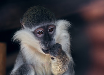 Monkey sad and surprised waiting for miracle