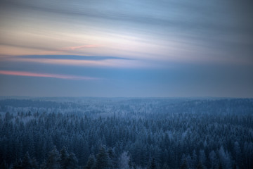 Dense forest on a cold winter evening