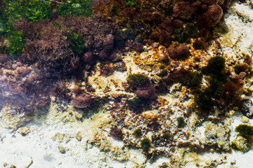 A crystal clear water pond with rocks and life in the bottom.