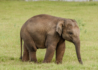 Naklejka na ściany i meble Baby elephant in Sri Lanka