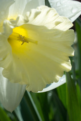 The flower of white narcissus