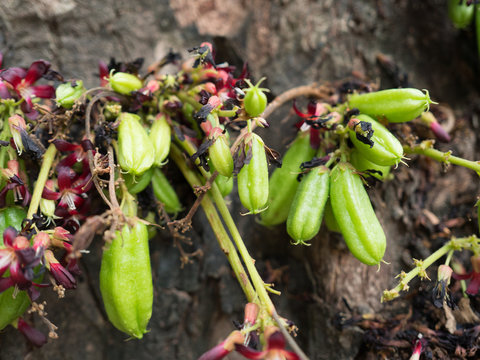 Bilimbi on the tree.