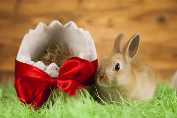 Easter, Bunny on wooden background