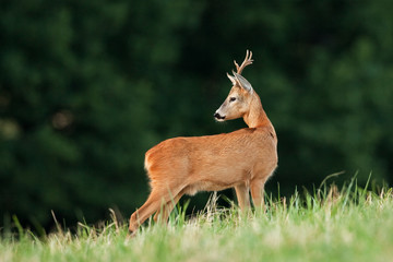 european roe deer, capreolus capreolus, Czech republic