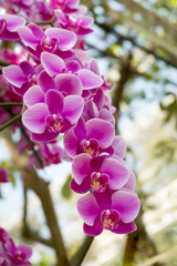 pink orchid flowers in ornamental garden. bright day light. beautiful natural blooming floral in spring summer time.