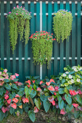 hanging flower pot and flamingo flower spadix shrubs with wooden green fence background. Beautiful bright green and red color tone concept of home ornamental garden decoration idea. 