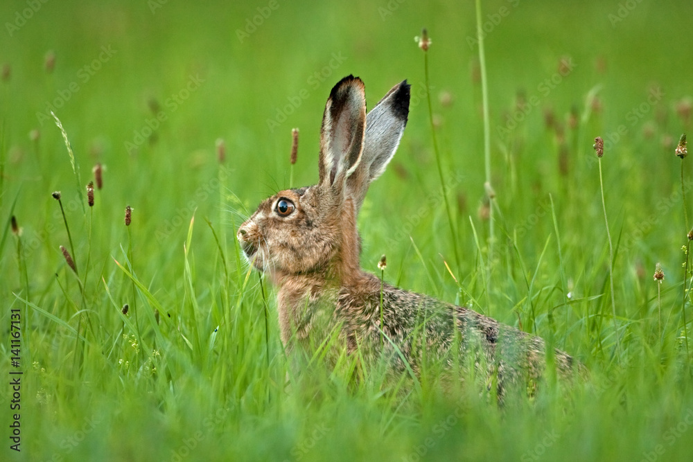 Wall mural european hare, lepus europaeus, czech republic