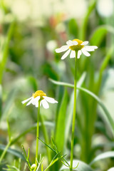 two beautiful white daisy flowers with green leaves field in garden, bright day light. beautiful natural blooming coneflower in spring summer.