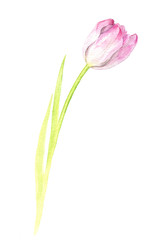 watercolor pink tulip
