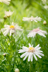 beautiful white daisy flowers with green leaves field in garden, bright day light. beautiful natural blooming coneflower in spring summer.