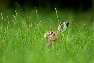 european hare, lepus europaeus, Czech republic