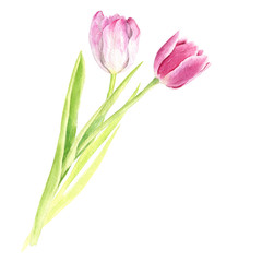 watercolor pink tulips