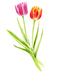 watercolor pink tulips