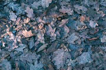 Dry leaf in the spring forest in the sunlight