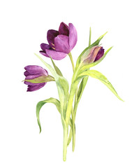 watercolor purple tulips