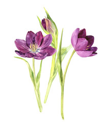 watercolor purple tulips