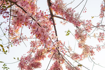 Pink shower, Wishing tree, horse Cassia Thailand beautiful