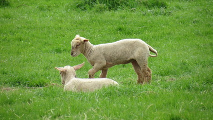 Easter lamb