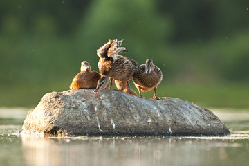 mallard, wild duck, anas platyrhynchos, Czech republic