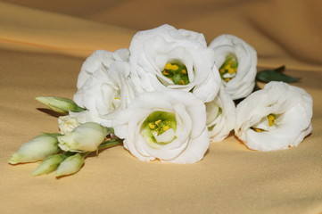 White eustoma flowers on a yellowish background (Eustoma grandiflorum)