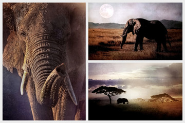 Wild elephant in the African savannah in the evening. African collage.