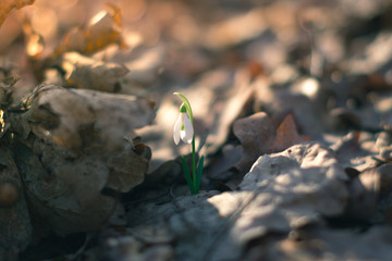 Dry leaf in the spring forest in the sunlight