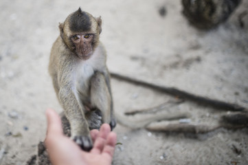 Portrait of a monkey in Thailand
