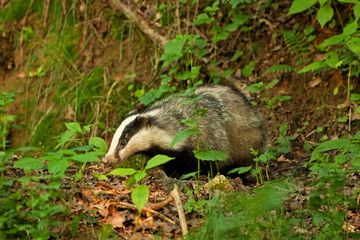 european badger , meles meles, Czech republic
