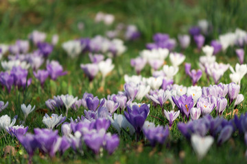 Krokuswiese im Frühling